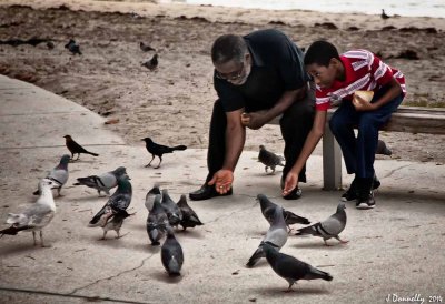Hungry Pigeons