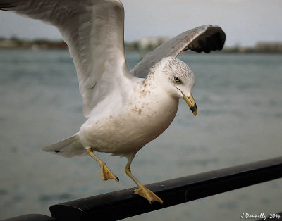 Sea Gull