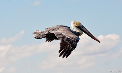 Pelican in Flight