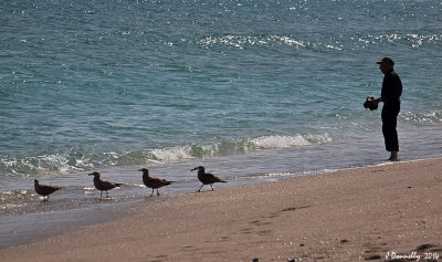 Sea Gulls say  Follow us!