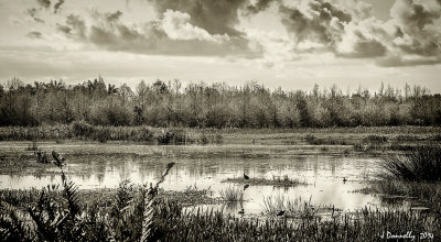 Florida Wetlands