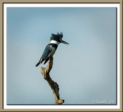 Kingfisher_W1-7287.jpg