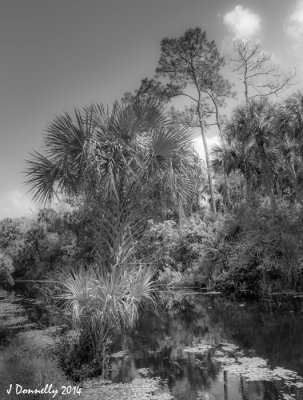 Typical Florida Landscape