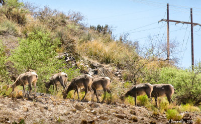 Arizona Mountain Goats