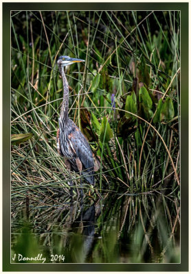 Great Blue Heron