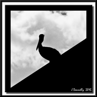 Pelican Silhouette 