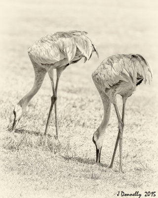 Sandhill Cranes