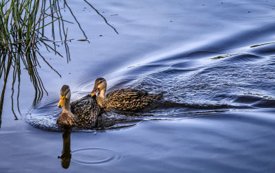 Wood Ducks