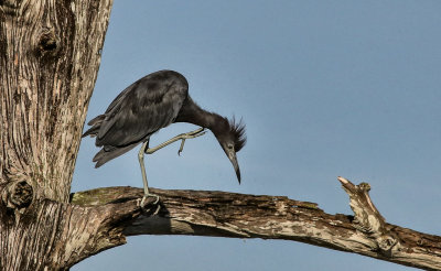 Little Blue Heron (Immature)