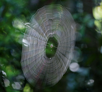 Spider's Work of Art