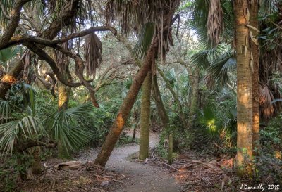 Frenchman's Forest