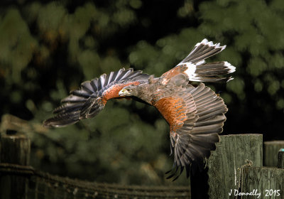 Red-shouldered Hawk