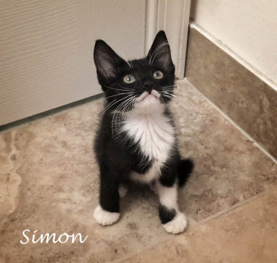 Simon says.........