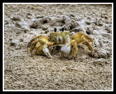 Sand fiddler crab