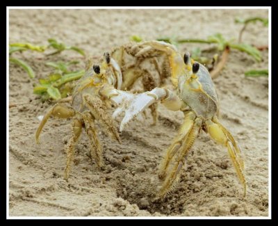 Sand fiddler crab
