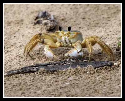 Sand fiddler crab