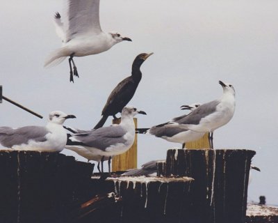 Gulls