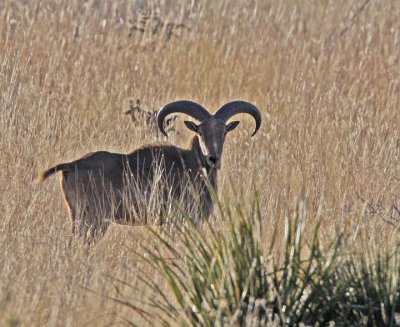 wild sheep