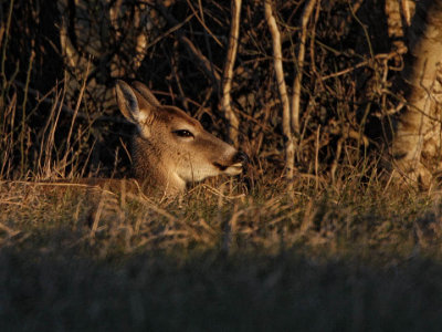 Fawn