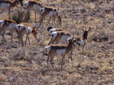 Antilope herd