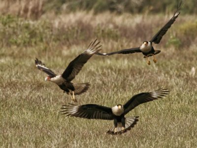 Caracara family