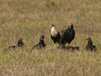 Caracara family 5