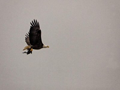 Bald Eagle