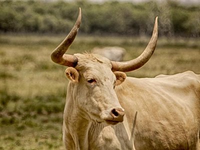Longhorn