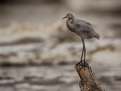 little red heron