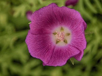 Wildflowers
