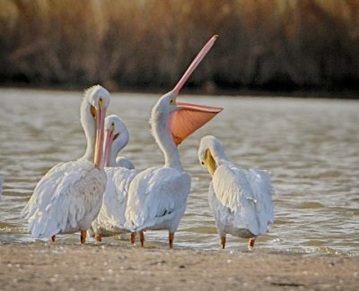 White pelicans