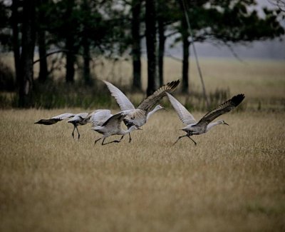 Sandhill cranes