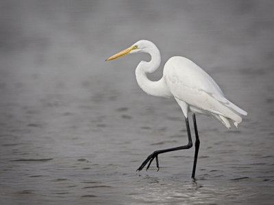 White-bird