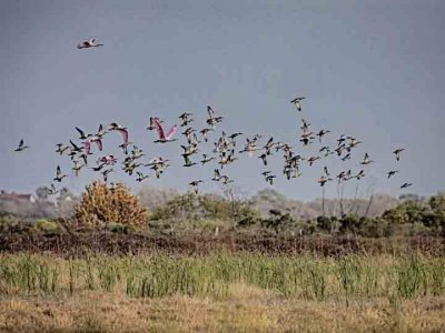 A flock of birds