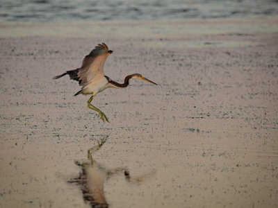 Herons and Egerts