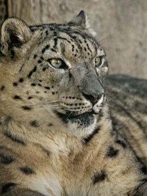 Snow Leopard