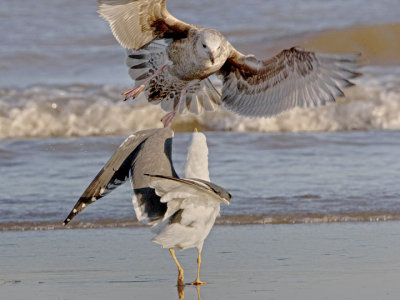 Sea Gulls