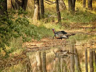 Wildlife captures from around Texas.