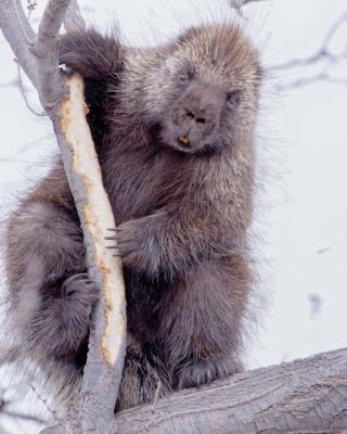 Mammals