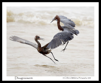 The Birds