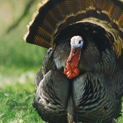 A gobbler