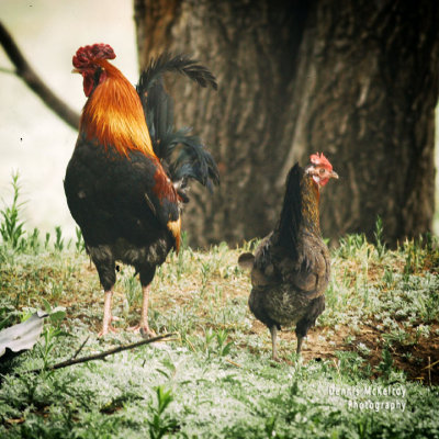 a pair chickens
