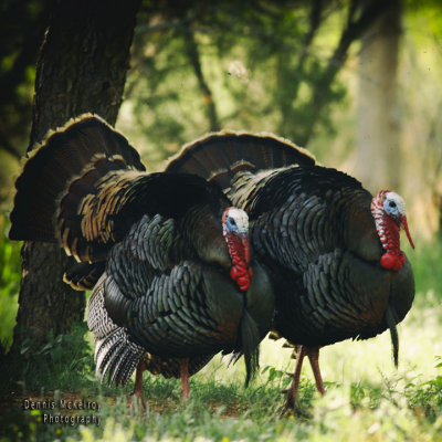 A pair of turkeys