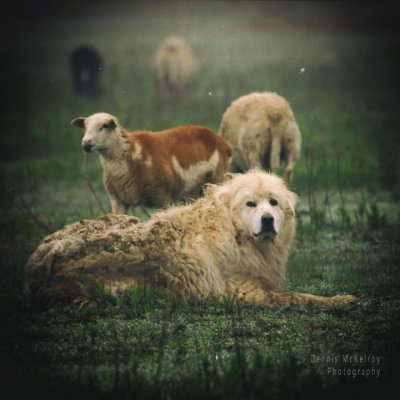 Sheep dog