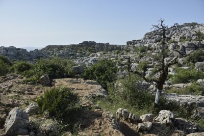 _DSC3546