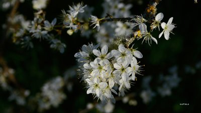 Signs of Spring