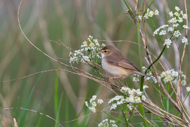 Stppsngare - Booted Warbler