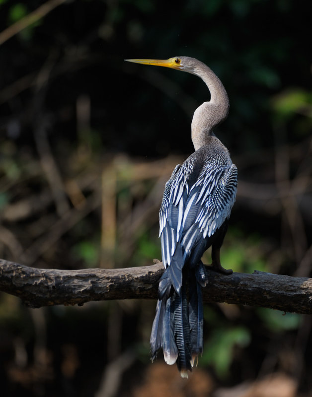 Anhinga