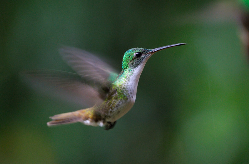 Andean Emerald