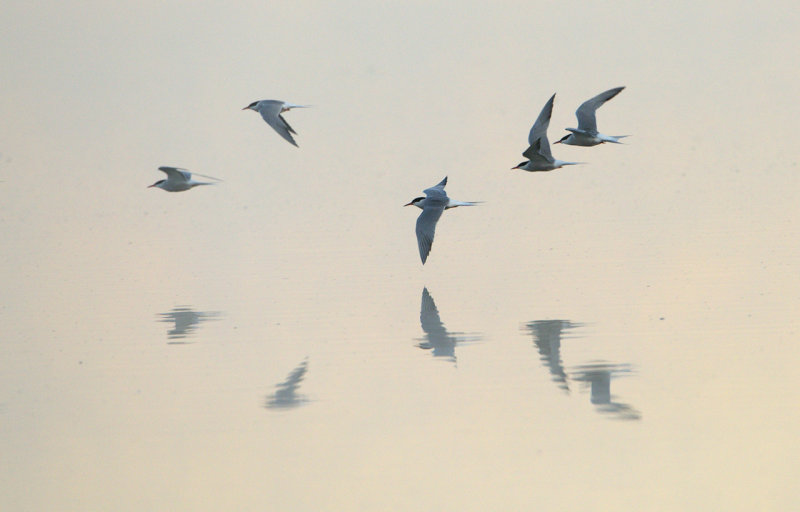 Fisktrna (Sterna hirundo)